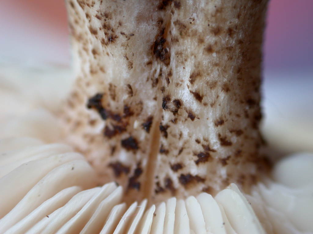 Ti mancava il ... QUIZ !!!